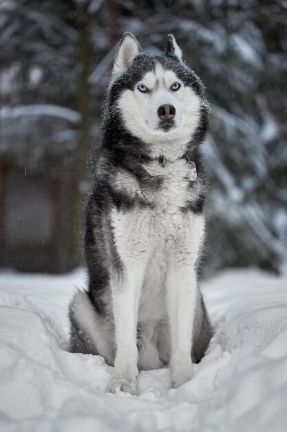 Siberian Husky dog cute wolf in winter forest in snow