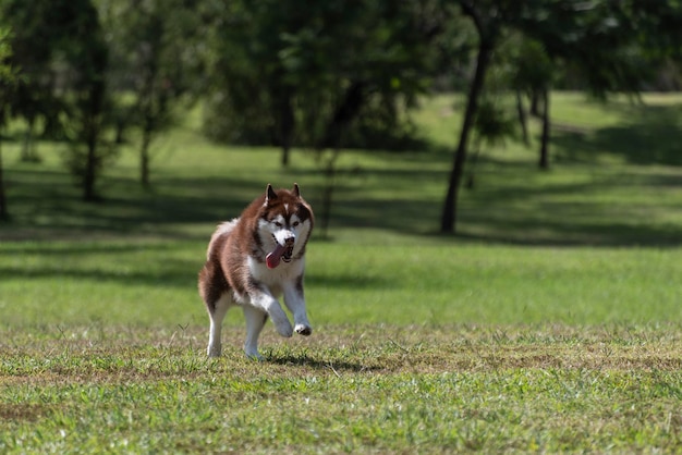 森の上のシベリアンハスキー犬