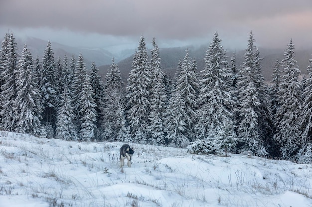 Siberian husky dog happy with the first snow in the winter\
forest adventures outdoor concept