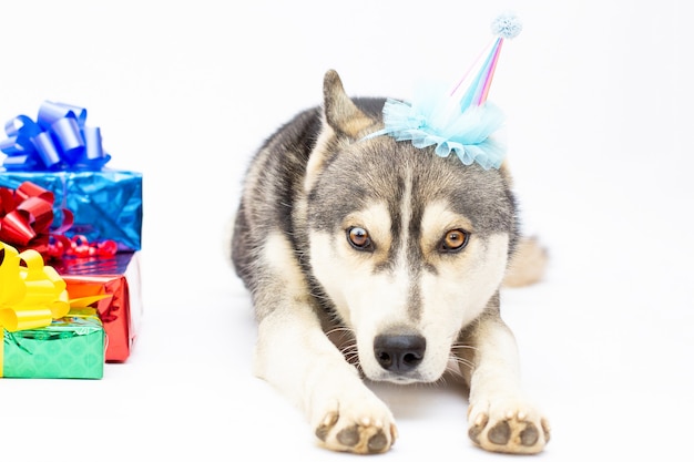 Il cane del husky siberiano si sdraia su bianco con un regalo e un cappello divertente