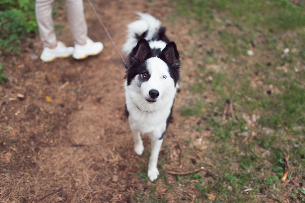 Cane husky siberiano al guinzaglio