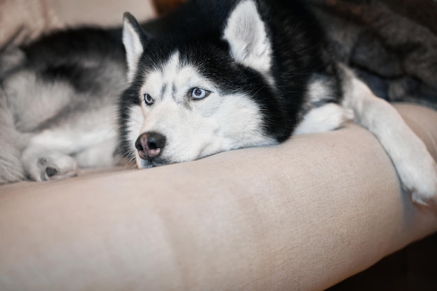 Il cane husky siberiano giace sul divano