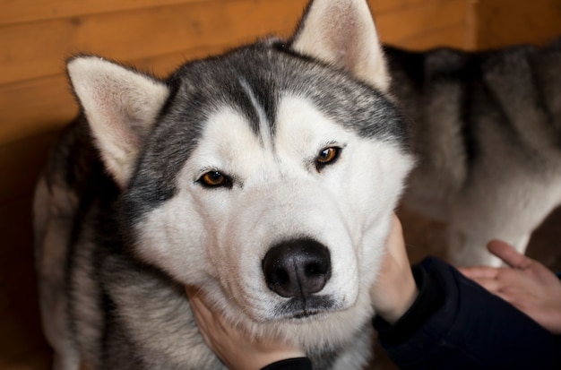 シベリアンハスキーの犬がカメラを見て、手の首を撫でられます。動物保護施設、ボランティア活動、動物の一時的な維持管理のための保護施設の概念。