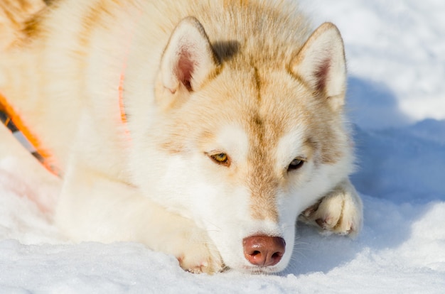 雪の上に横たわるシベリアンハスキー犬