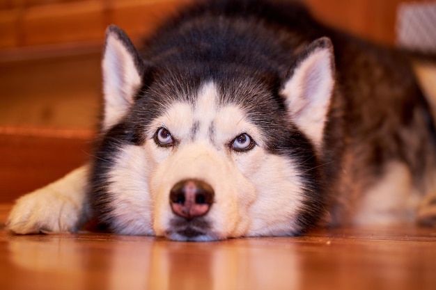 木の床に横たわっているシベリアンハスキー犬