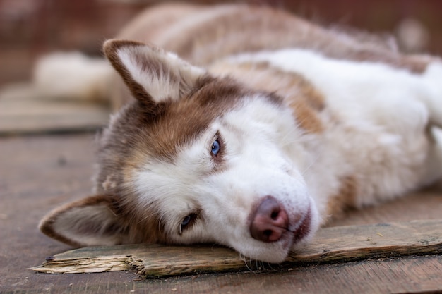 Сибирский хаски, лежа на деревянном доме. Собака лежит, скучает и отдыхает.