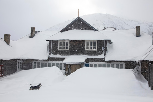 古い山の雪に覆われた小屋の近くのシベリアン ハスキー犬