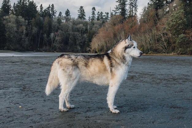 写真 灰色のビーチのシベリア・ハスキー犬