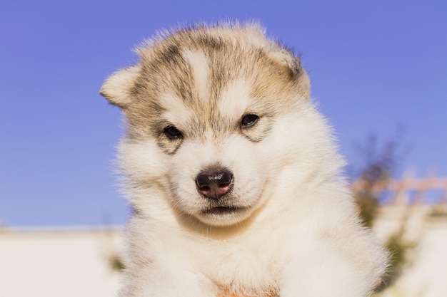 Siberian husky dog outdoors. Portrait of a little husky dog puppy. Close-up.