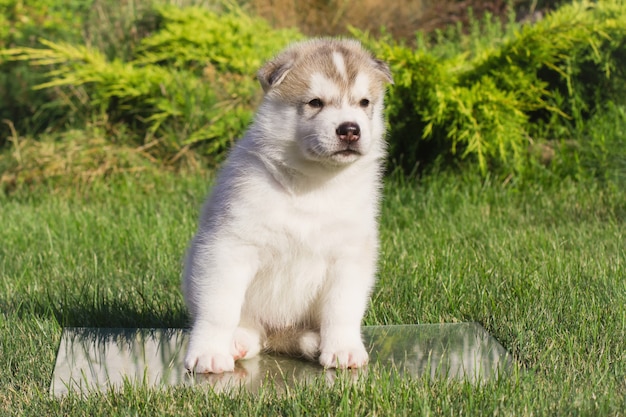 写真 屋外のシベリアンハスキー犬。ハスキー犬の子犬の肖像画。閉じる。