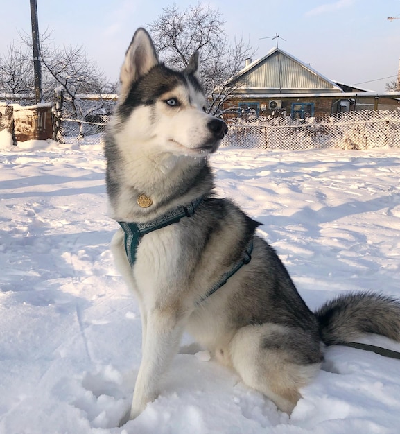 シベリアンハスキー犬の写真