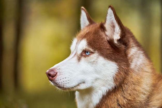 シベリアンハスキー犬の肖像画をクローズアップ、生姜と白いコートの色と青い目をしたシベリアンハスキーの頭の側面図、そり犬の品種。屋外を歩くためのハスキー犬、ぼやけた緑の森の背景