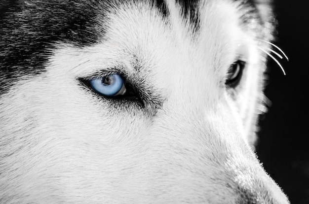 Il ritratto del cane del husky siberiano con l'occhio azzurro guarda a destra. il cane husky ha il colore del mantello bianco e nero.