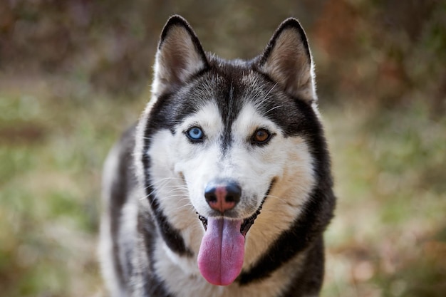Siberian Husky dog portrait with blue eyes and gray coat color cute sled dog breed
