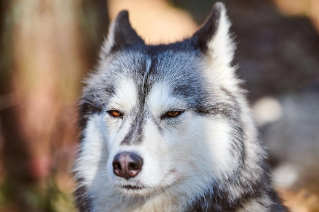 Foto ritratto di cane siberian husky con occhi marroni e colore grigio mantello carino razza di cane da slitta