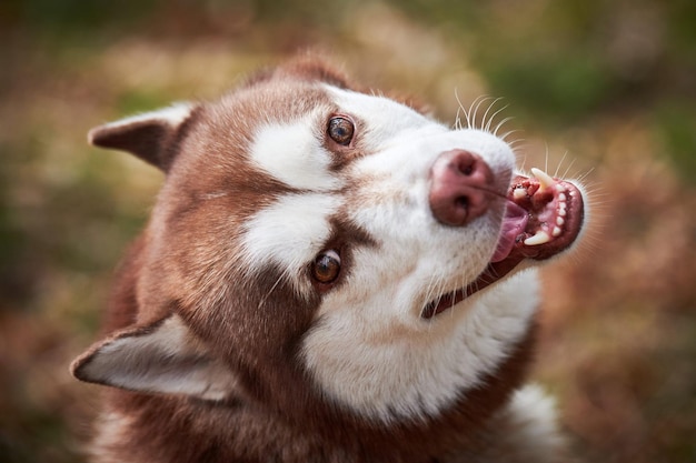 Photo siberian husky dog portrait with brown eyes and red brown color cute sled dog breed