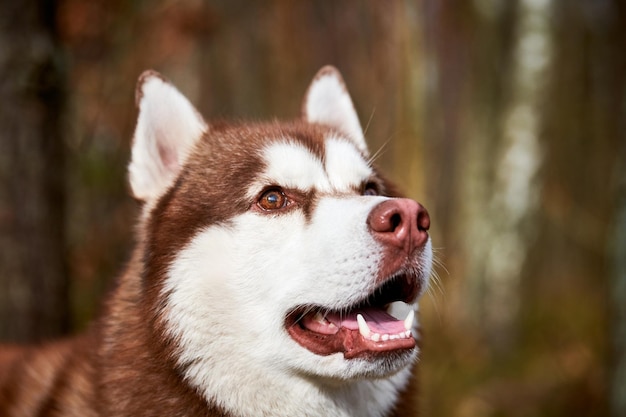 茶色の目と赤茶色のかわいいそり犬の品種を持つシベリアン ハスキー犬の横顔の肖像画