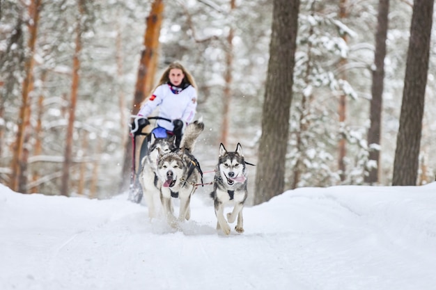 雪の中でレースのシベリアンハスキー犬