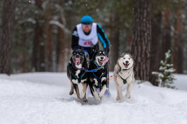 雪の中でレースのシベリアンハスキー犬