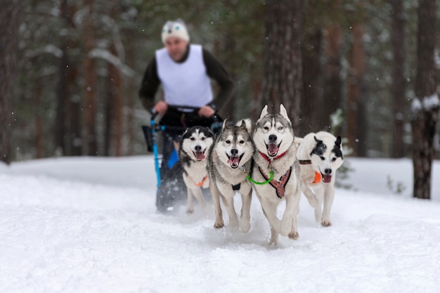 Siberian husky dog racing in the snow