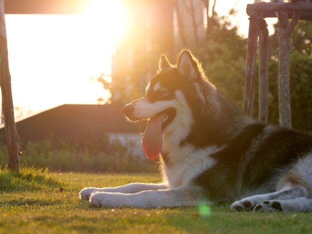 Photo a siberian husky dog relax sitting on the field  during sunset twilight