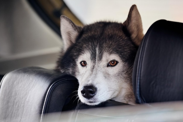 車の後部座席に座っているシベリアン ハスキー犬茶色の目と黒いコートを持つハスキー犬の肖像画