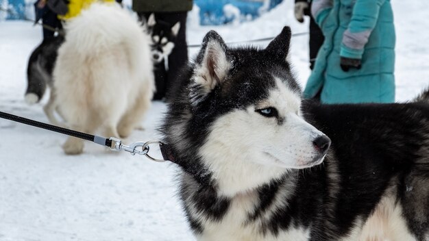 シベリアンハスキー犬、そり犬