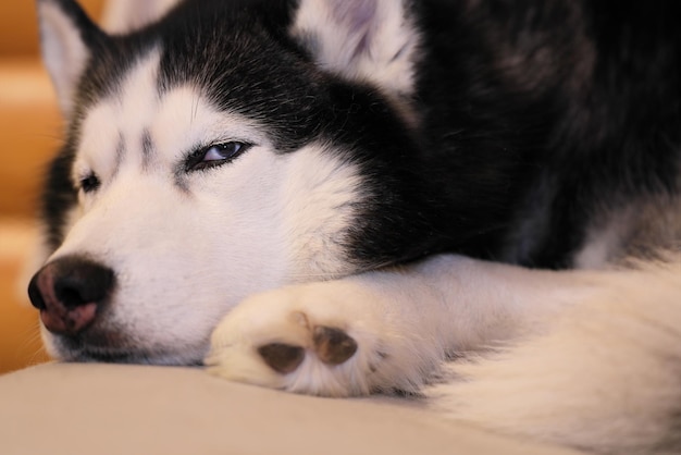 Siberian husky dog sleeps curled up on the couch closeup