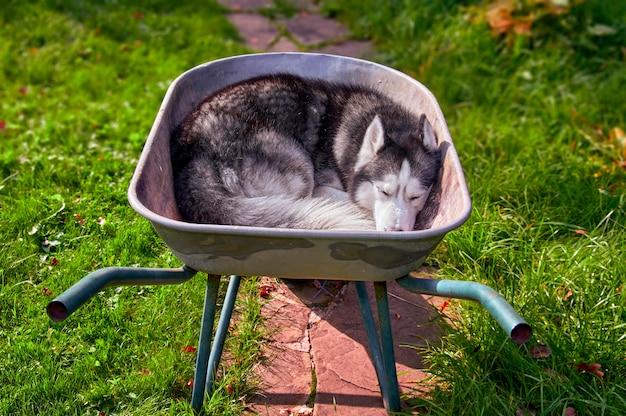 Siberian Husky dog sleeps in wheelbarrow curled up. Handsome Pet.