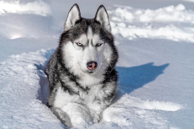 Cane husky siberiano nella neve ritratto invernale cane husky siberiano con gli occhi azzurri