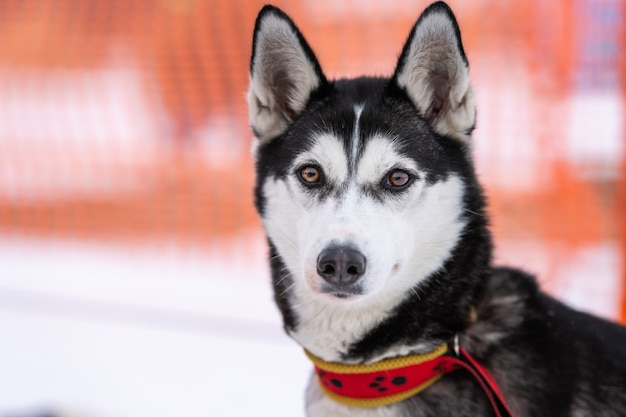 雪の中でシベリアンハスキー犬