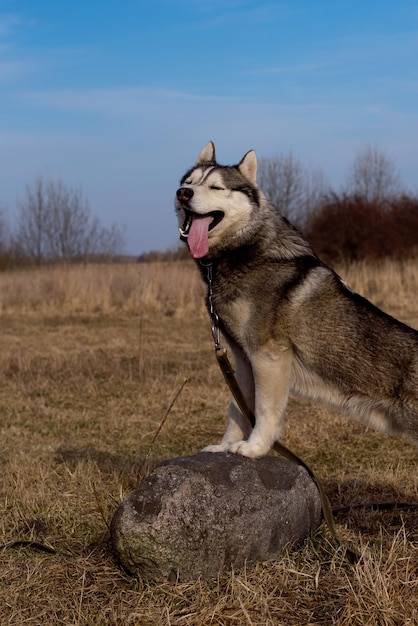 Siberian husky dog standing at rock on blue sea landscape