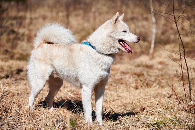 シベリアン ハスキー犬は乾いた草の上に立つフル サイズのハスキー犬のプロファイル側ビューの肖像画