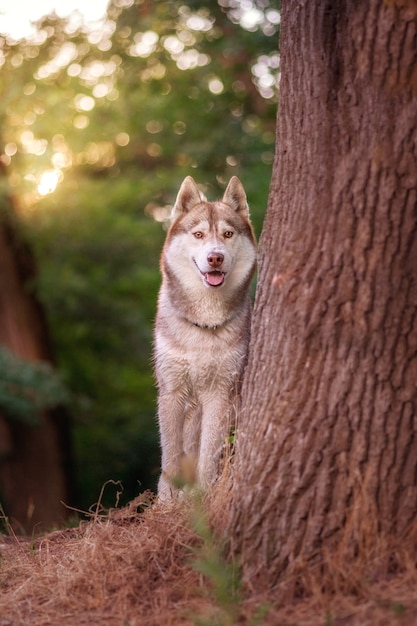 a Siberian husky dog stands near a tree in summer