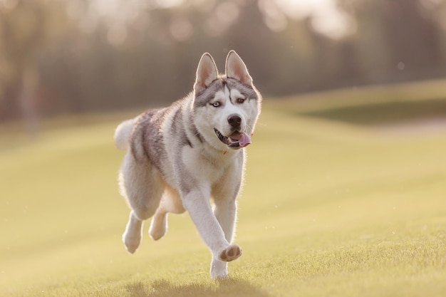 Photo siberian husky dog at the sunset