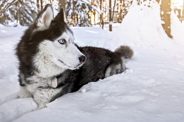 Photo siberian husky dog in winter sunny forest closeup portrait