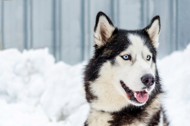 Foto cane del siberian husky con gli occhi azzurri. il cane husky ha il colore del mantello bianco e nero.