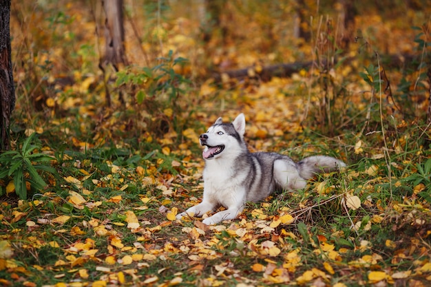 Siberian husky dog with blue eyes lying in autumn forest