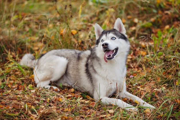 Siberian husky dog with blue eyes lying on the ground