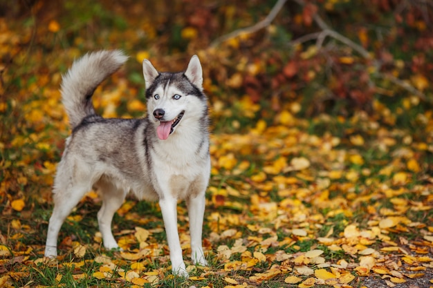 Siberian husky dog with blue eyes stands in autumn forest