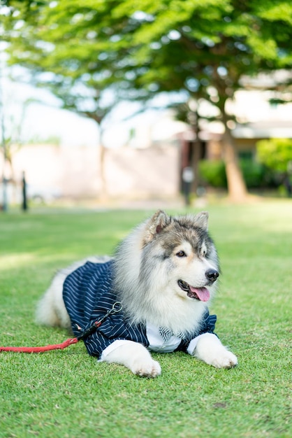 服を着たシベリアンハスキー犬