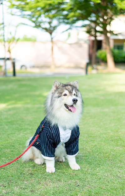 服を着たシベリアンハスキー犬