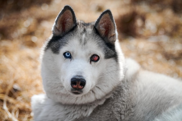 目の怪我をしたシベリアン ハスキー犬をクローズ アップの肖像画美しい黒い白い毛色のハスキー犬