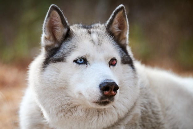 Siberian husky dog with eye injury close up portrait beautiful
husky dog with black white coat color