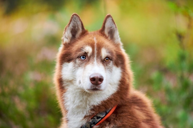 Siberian Husky dog with heterochromia in collar, green natural background. Siberian Husky portrait with ginger and white coat color, sled dog breed. Husky dog walking outdoor close up