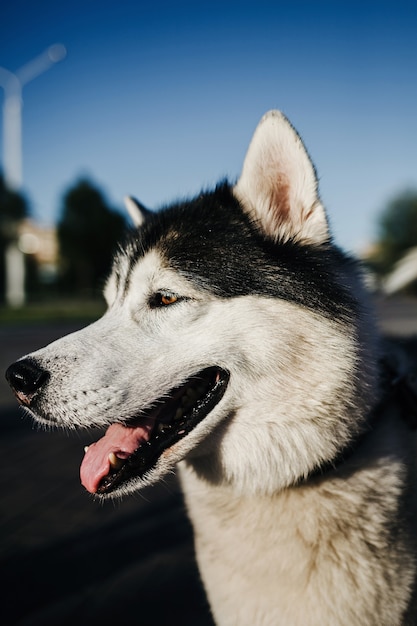 Cane husky siberiano con lingua e orecchie sporgenti