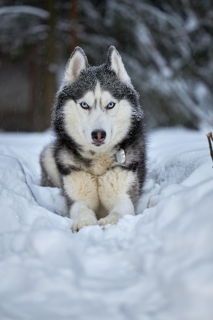 Siberian Husky dog wolf in snow forest winter background Winter forest