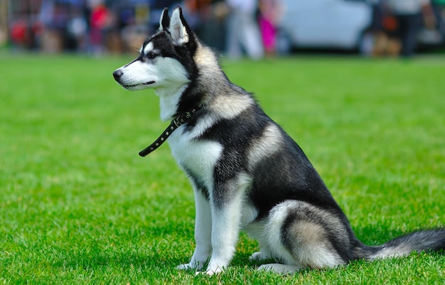 Siberian Husky dog