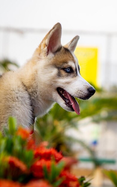 シベリアンハスキー犬