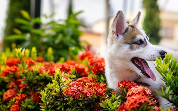 SIBERIAN HUSKY DOG